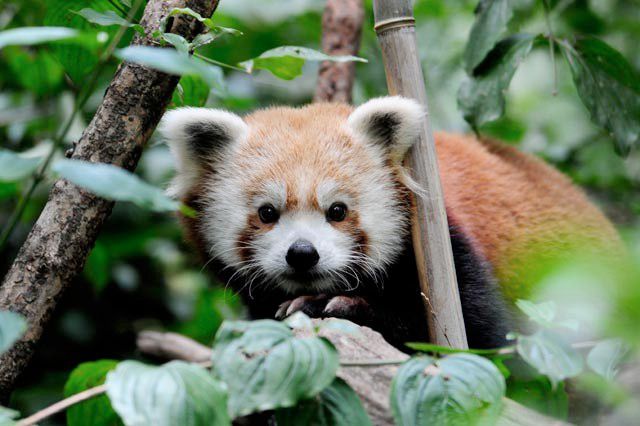 In addition to Irene Hope, the Central Park Zoo also welcomed Biru, a one-year-old red panda who is here to mate with female red panda Amaya in the Temperate Territory. The eight adorable chinstrap and gentoo penguin chicks the Zoo are hand-rearing got some attention with their own blog: The Real Chicks of Central Park.
